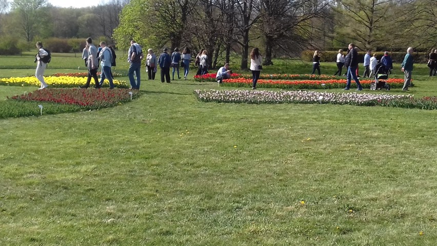 Tulipany w Ogrodzie Botanicznym w Łodzi. Świąteczny spacer w...