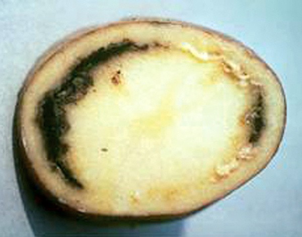 Bulwa ziemniaka zarażona bakteriozą