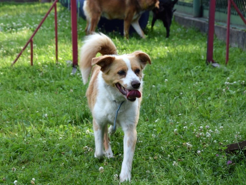 PUNIA - Suczka średniej wielkości, ma 8 lat, 40 cm w kłębie....