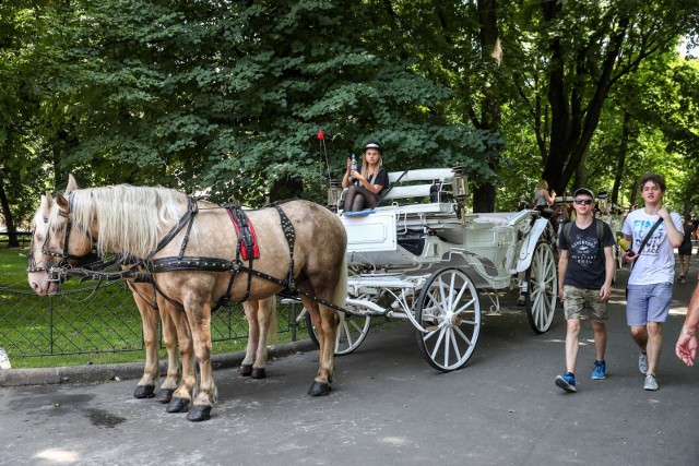 Krakowskie dorożki na tymczasowym postoju na Plantach