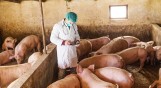 Podejrzenie zarażenia wirusem ASF stada prawie tysiąca świń w miejscowości Czacz w powiecie kościańskim. Wyniki są na szczęście ujemne
