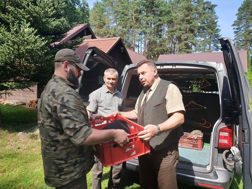 Młody bóbr został potrącony przez samochód. O rannym...