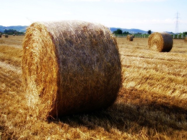 Po ciężkiej pracy w polu, pora na świętowanie...