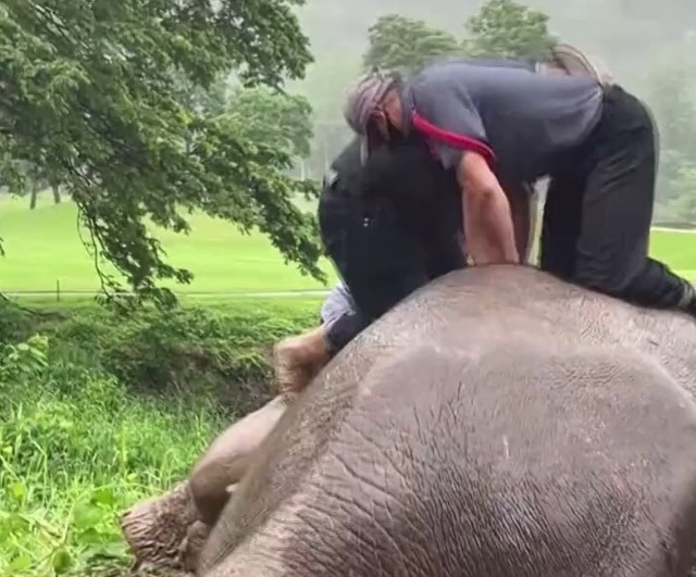 Ratownikom udało się przeprowadzić skuteczny masaż serca u słonicy
