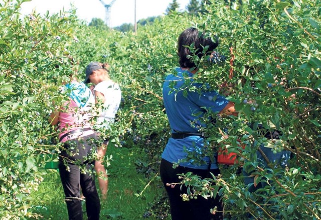 Największa na Pomorzu i najstarsza w  Europie plantacja szykuje się do zbiorów. Potrzeba sporo, bo nawet 1.500 pracowników. Nabór chętnych do pracy już się więc rozpoczął, choć do zbiorów borówki pozostały jeszcze niecałe dwa miesiące.