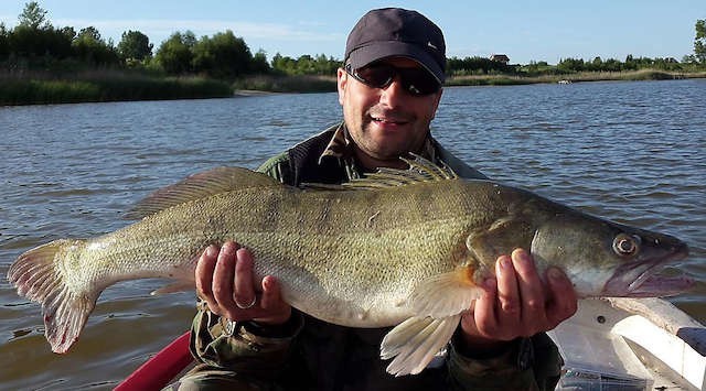 Spinningując z łodzi na jeziorze w okolicy Bydgoszczy Tomasz Borowiec  na początku czerwca zeszłego roku złowił sandacza ważącego 5,2 kg i  mierzącego 79 cm długości