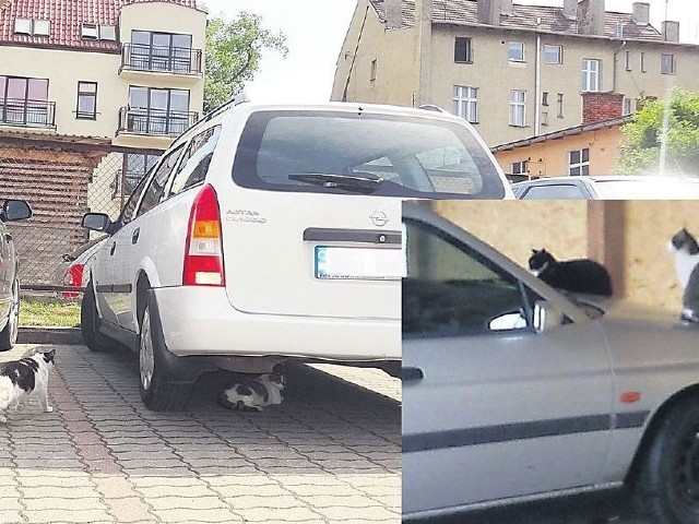 Koty na parkingu pod MOPS-em. W tle z lewej strony budynek przy Warszawskiej 7A. Czytelnikowi udało się uwiecznić koty, siedzące na aucie  (zdjęcie na dole z prawej).