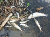 Powiat brzeski. Tysiące martwych ryb w Uszwicy. Ktoś zatruł rzekę? [ZDJĘCIA]