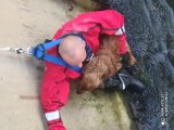Strażacy uratowali psa uwięzionego w elektrowni wodnej pod Wrocławiem [ZDJĘCIA]
