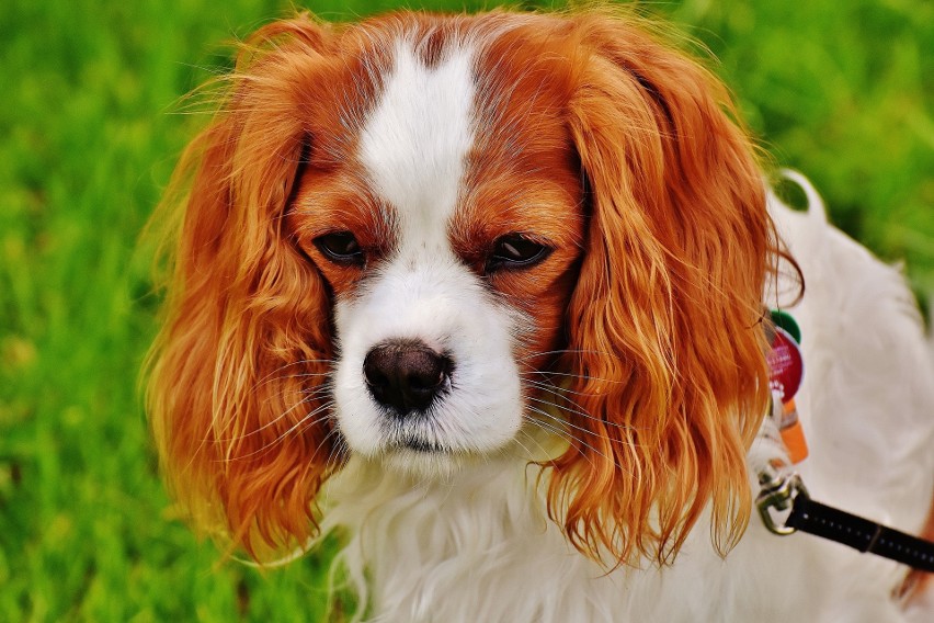 Cavalier king charles spaniel - rasa psów należących do...