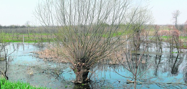 Wstrzymanie pompowania  wód w zbiorniku Piaseczno grozi zalaniem setek hektarów gruntów. na terenie gminy Koprzywnica, gdzie już dziś poziom wód gruntowych podniósł się i niszczy uprawy.