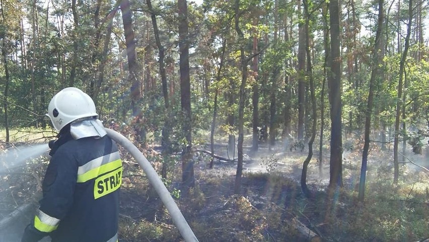 Pożar lasu w Górkach Śląskich gasiło 100 strażaków oraz...