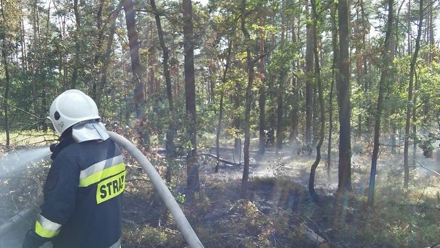 Pożar lasu w Górkach Śląskich gasiło 100 strażaków oraz samoloty z Rybnika