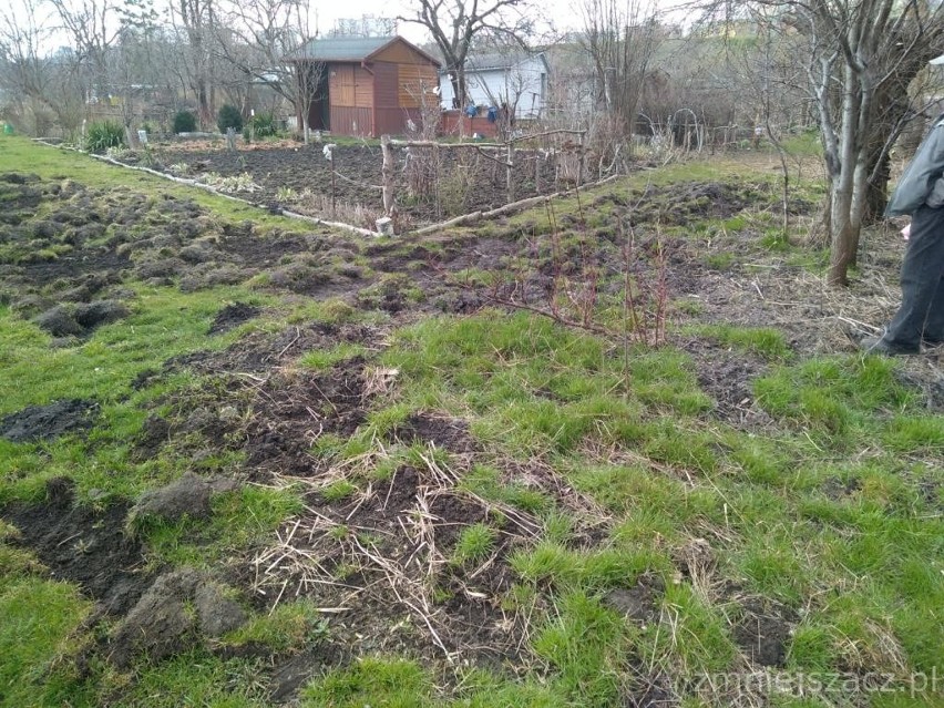 Dziki straszą mieszkańców i niszczą alejki działkowe na Kalinie. Zobacz zdjęcia