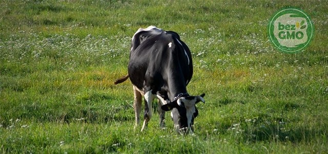 Oznaczenia „Wyprodukowano bez stosowania GMO” mówią o tym, że produkty zostały wyprodukowane z mleka od krów karmionych wyłącznie paszami niezawierającymi genetycznie zmodyfikowanych organizmów i zostało to potwierdzone odpowiednim certyfikatem - np. według standardu Polskiej Izby Mleka