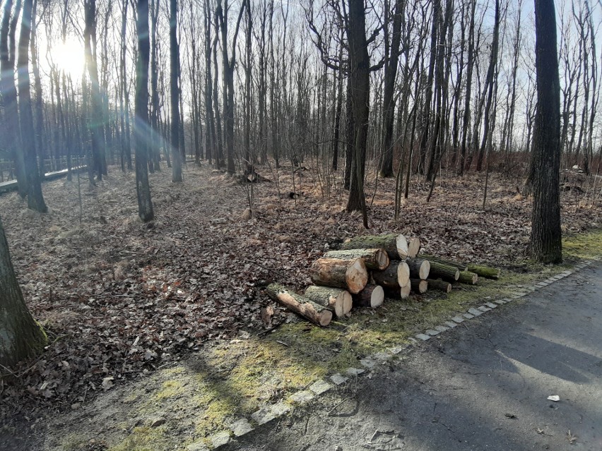 W Dolinie Trzech Stawów przeprowadzono wycinkę uszkodzonych...