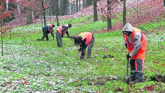 Polskie Sieci Elektroenergetyczne od października do listopada posadziły na terenie miasta i gminy Kozienice 2500 drzew i 300 krzewów ozdobnych. 