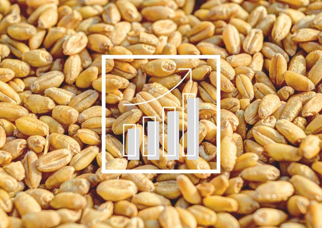 Rosną ceny pszenicy na światowych rynkach