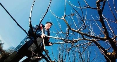 Drzewa owocowe można przycinać dowolnie, w przypadku pozostałych trzeba się trzymać przepisów Fot. Marek Zakrzewski