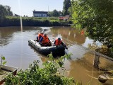 Śnięte ryby na Odrze w Chałupkach płynęły z Czech. Akcja powoli dobiega końca. W wodzie nie pojawiają się już padłe zwierzęta