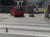 Jak oni parkują: nie ma to jak zebra