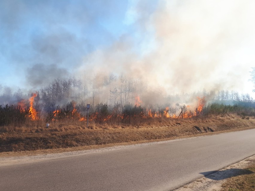 Wielki ogień przy lesie rozprzestrzenił się w niecałą minutę. Szybka akcja strażaków w gminie Wąchock. Zobacz zdjęcia  