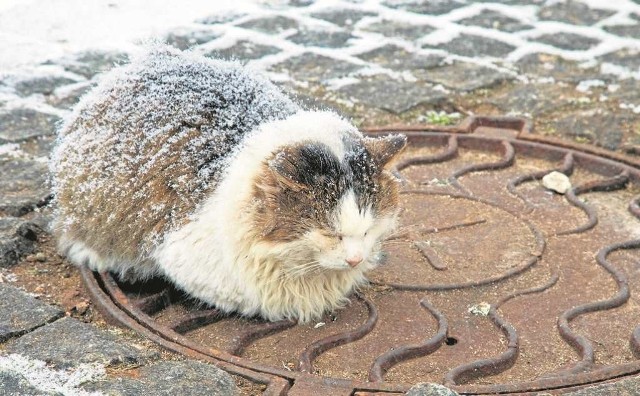 Kiedy spadnie śnieg i nadejdzie mróz, rozpocznie się coroczny dramat bezdomnych kotów