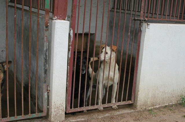 W prywatnym schronisku, które działa w Węgrowie, przebywa obecnie 500 psów