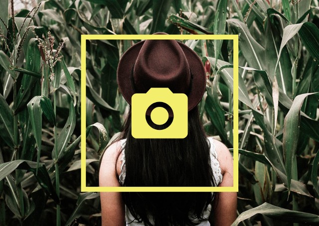 Kukurydza rośnie w 2021 roku na powierzchni przekraczającej 1,7 mln hektarów. Od ponad miesiąca trwają jej zbiory na kiszonkę, od niedawna również na ziarno. Uprawa zyskała uznanie bywalców Instagrama i stała się tłem ich zdjęć.