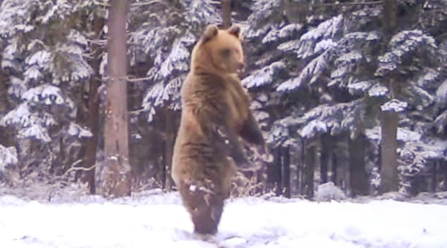 Nadleśnictwo Baligród opublikowało nagranie z niedźwiedziem, wyraźnie zaskoczonym śniegiem.