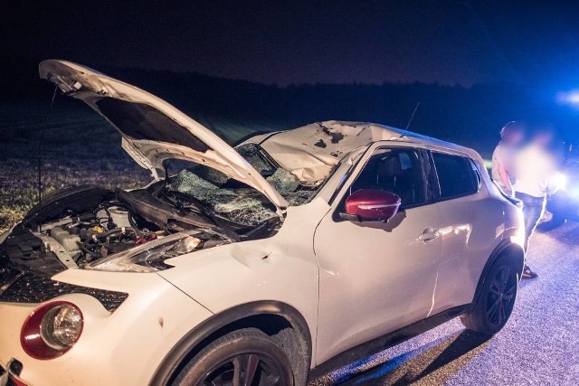 Groźny wypadek na drodze między Święciechową a Gołanicami w powiecie leszczyńskim. Potężny jeleń wypadł na drogę i uderzył w jeden z samochodów. Siła uderzenia odrzuciła zwierzę wprost na czołową szybę i dach auta jadącego z przeciwka. Podróżowała nim kobieta z dwójką dzieci.Przejdź do kolejnego zdjęcia --->