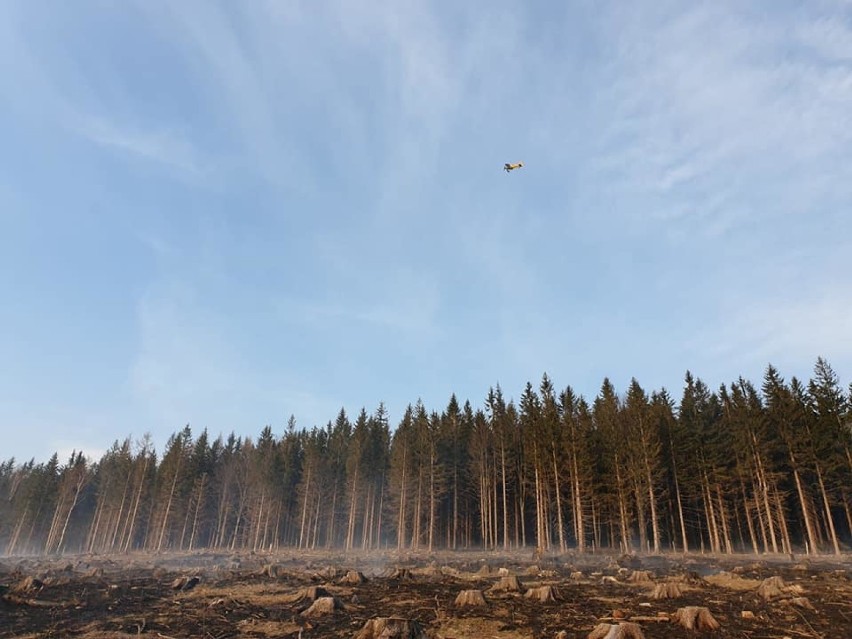 Seria pożarów lasów na Dolnym Śląsku. Przez nieuwagę