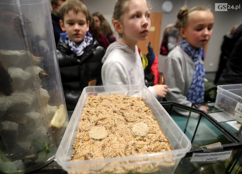 Noc Biologów w Szczecinie. Można zobaczyć pajęczaki, węże i owady [WIDEO]