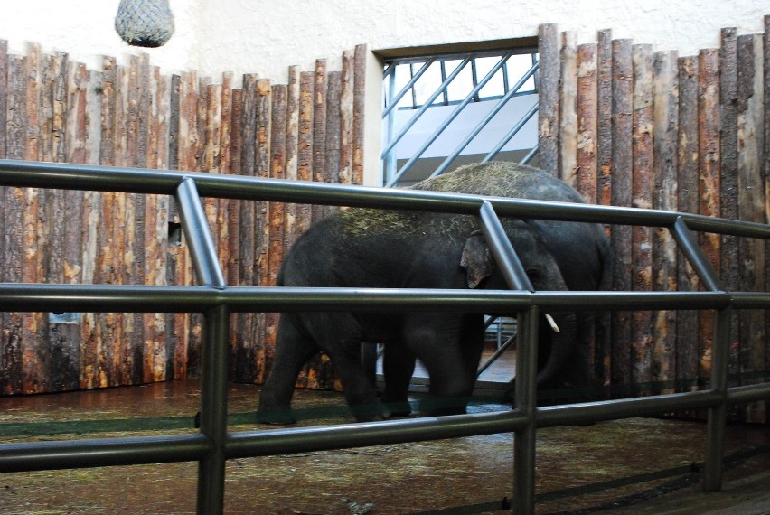 Scott i Ned to nowe słonie w chorzowskim zoo