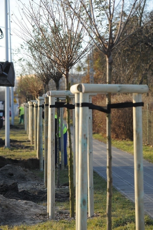 Białe robinie na Sarmackiej [ZDJECIA]