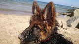 Z psem nad Morze Bałtyckie - gdzie na plażę można wejść ze swoim pupilem? [ADRESY PLAŻ - NAD BAŁTYK Z PSEM]