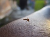 Plaga komarów w Świętokrzyskiem. Jak sobie radzić z irytującymi owadami? [WIDEO] 