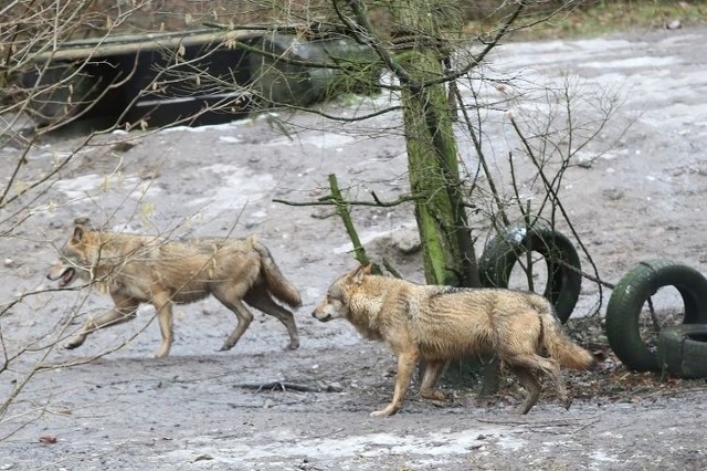 Wilk uciekł z wybiegu w gdańskim zoo. Pracownik ogrodu zoologicznego go zastrzelił