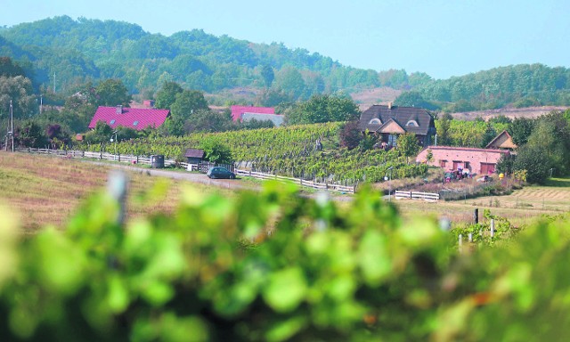 Gmina Zabór przyciąga turystów m.in. winnicami.  Ich właściciele są otwarci na gości, a degustacja lokalnych win to jedna z wielu atrakcji