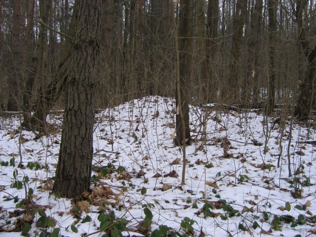Jeden z kurhanów odkrytych między górą Kiełków a górą Zamczysko.