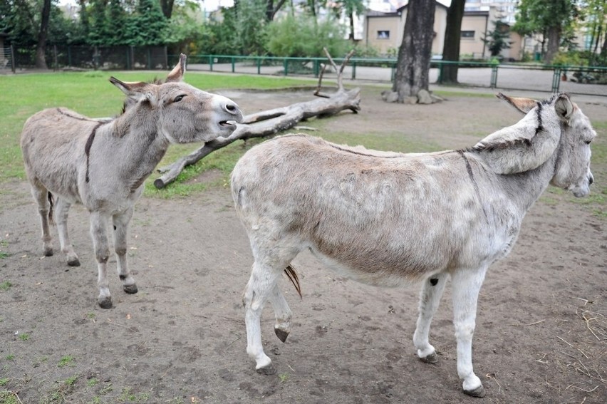 Stare Zoo w Poznaniu: Osiołki kopulowały na wybiegu. Znów są...