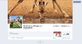 Żyrafy na Facebooku, o co tu chodzi?