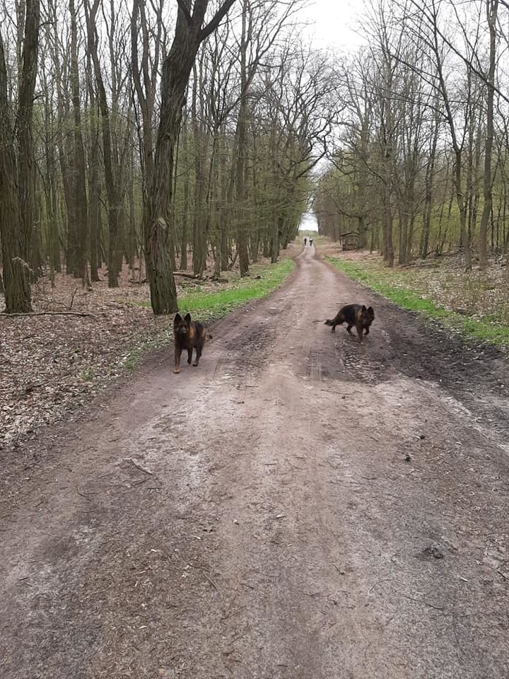 Owczarki niemieckie zostały przewiezione do schroniska dla...