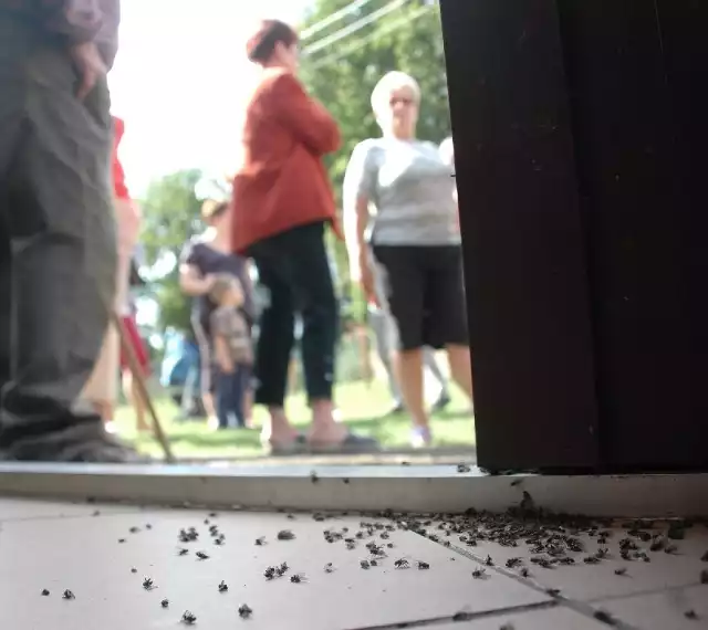 Padnięte muchy na ziemi przy drzwiach do wiejskiej świetlicy