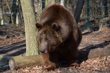 Baloo już nie śpi! Ze snu wybudził niedźwiedzia głód. Mieszkaniec poznańskiego Ogrodu Zoologicznego spał ponad dwa miesiące. Idzie wiosna