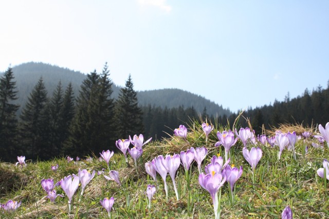 Krokus, czyli szafran. Arystokrata i prawdziwy celebryta.