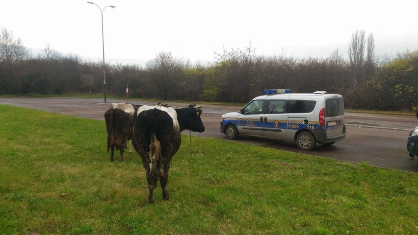 Odławianiem krów zajęli się strażnicy miejscy.