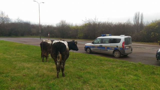 Odławianiem krów zajęli się strażnicy miejscy.