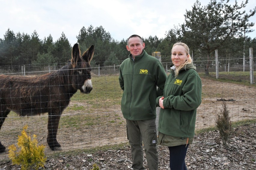 Właściciele Ogrodu Zoologicznego „Leśne Zacisze” w Lisowie koło Morawicy proszą o pomoc na karmę dla zwierząt (WIDEO)