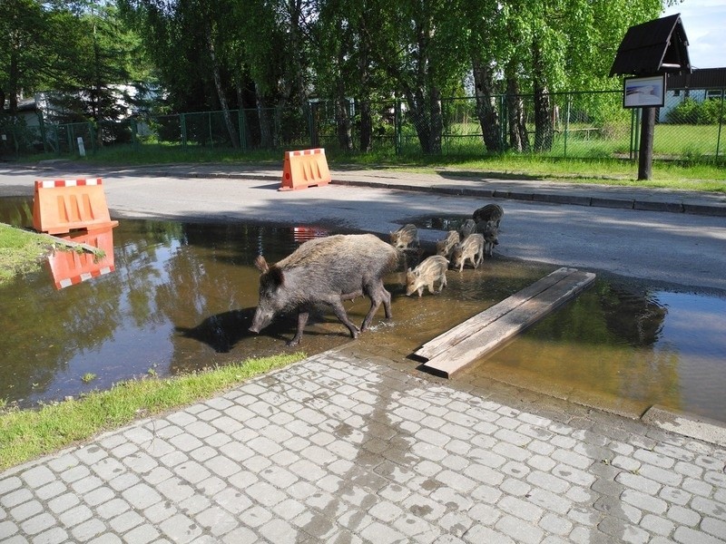 Niebezpieczny dzik w SPN